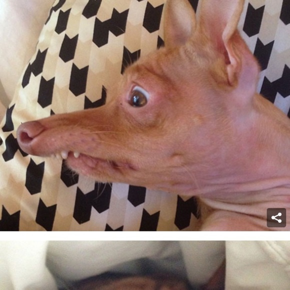 TUNA for President Hoodie - Picture 6 of 8